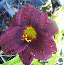 Hemerocallis 'Baby Bear' Hemerocallis 'Baby Bear'