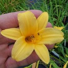 Hemerocallis x multiflorus Hemerocallis x multiflorus