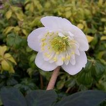 Helleborus niger 'Snowbells™'