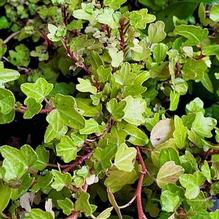 Hedera helix 'Bird's Foot'