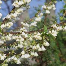 Halesia tetraptera 'UConn Wedding Bells (aka 'Wedding Bells')' Halesia tetraptera 'UConn Wedding Bells (aka 'Wedding Bells')'