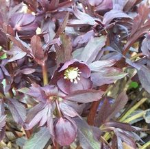 Helleborus x hybridus 'Morticia'