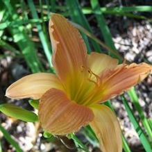 Hemerocallis 'A Ripe Peach' Hemerocallis 'A Ripe Peach'