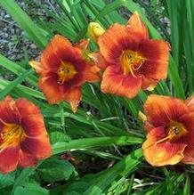 Hemerocallis 'Hot Town' Hemerocallis 'Hot Town'