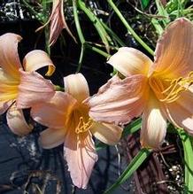 Hemerocallis 'Olallie Mack' Hemerocallis 'Olallie Mack'