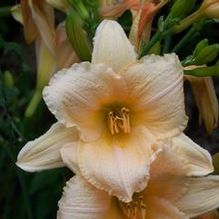 Hemerocallis 'Spun Sugar' Hemerocallis 'Spun Sugar'