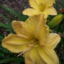 Hemerocallis 'Tiffany Gold' Hemerocallis 'Tiffany Gold'