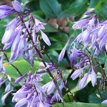 Hosta 'Dark Towers' Hosta 'Dark Towers'