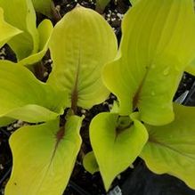 Hosta 'Fire Island' Hosta 'Fire Island'