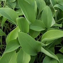 Hosta 'Krossa Regal' Hosta 'Krossa Regal'