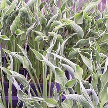 Hosta 'Praying Hands' Hosta 'Praying Hands'