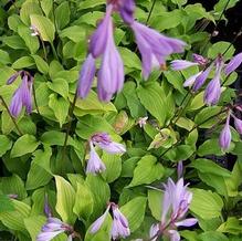 Hosta 'Purple Passion'