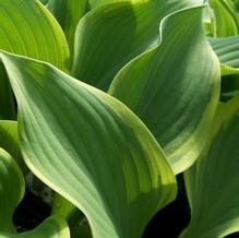 Hosta 'Regal Splendor' Hosta 'Regal Splendor'