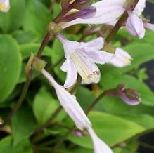 Hosta 'Sparkling Burgundy' Hosta 'Sparkling Burgundy'
