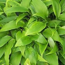 Hosta kikuttii var. yakushimensis