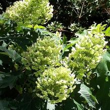 Hydrangea quercifolia 'Ruby Slippers'