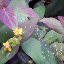 Hypericum androsaemum 'Albury Purple'