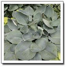 Hosta 'Grover Cleveland' Hosta 'Grover Cleveland'
