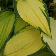 Hosta 'June' Hosta 'June'