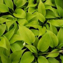 Hosta 'Lemontini' Hosta 'Lemontini'