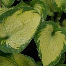 Hosta 'Paul's Glory' Hosta 'Paul's Glory'