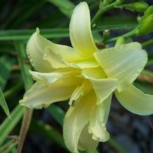 Hemerocallis 'Double Old Ivory'