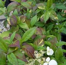 Hydrangea luteovenosa 'Aureo-variegata' Hydrangea luteovenosa 'Aureo-variegata'