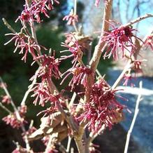 Hamamelis vernalis 'Purpurea' Hamamelis vernalis 'Purpurea'