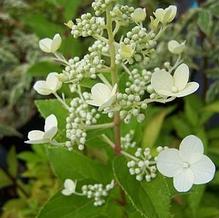 Hydrangea paniculata 'Pee Wee' Hydrangea paniculata 'Pee Wee'