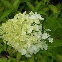 Hydrangea paniculata 'Silver Dollar' Hydrangea paniculata 'Silver Dollar'