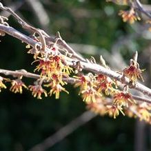 Hamamelis vernalis 'Christmas Cheer' Hamamelis vernalis 'Christmas Cheer'