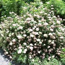 Hydrangea arborescens 'Eco Pink Puff'