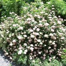 Hydrangea arborescens 'Eco Pink Puff' Hydrangea arborescens 'Eco Pink Puff'