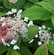Hydrangea involucrata 'Plena' Hydrangea involucrata 'Plena'