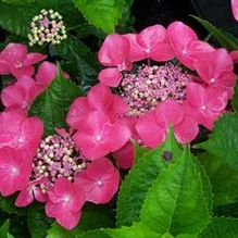 Hydrangea macrophylla 'Kardinal' Hydrangea macrophylla 'Kardinal'