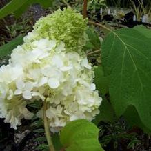 Hydrangea quercifolia 'Harmony' Hydrangea quercifolia 'Harmony'