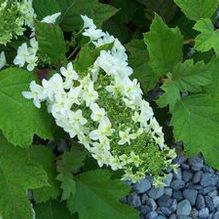 Hydrangea quercifolia 'Snowflake' Hydrangea quercifolia 'Snowflake'