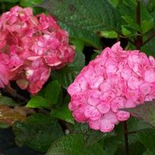Hydrangea serrata 'Preziosa' Hydrangea serrata 'Preziosa'