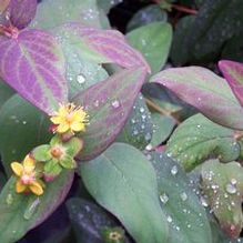 Hypericum androsaemum 'Albury Purple' Hypericum androsaemum 'Albury Purple'