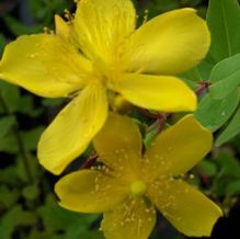 Hypericum patulum 'Hidcote' Hypericum patulum 'Hidcote'