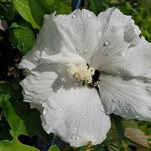 Hibiscus syriacus 'Diana' Hibiscus syriacus 'Diana'