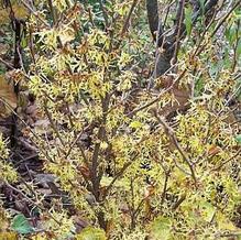 Hamamelis virginiana 'Little Suzie' Hamamelis virginiana 'Little Suzie'