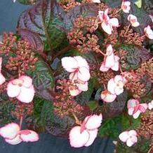Hydrangea serrata 'Fire on the Mountain' Hydrangea serrata 'Fire on the Mountain'