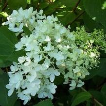 Hydrangea paniculata 'Nana' Hydrangea paniculata 'Nana'