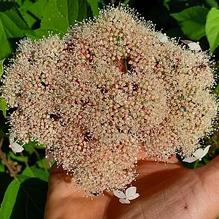 Hydrangea arborescens 'Lucille'