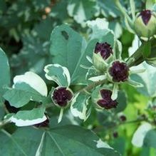 Hibiscus syriacus 'Purpureus Variegatus'