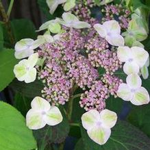 Hydrangea x 'Painter's Palette' Hydrangea x 'Painter's Palette'