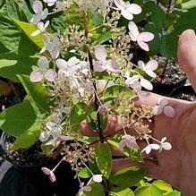 Hydrangea paniculata 'Chantilly Lace' Hydrangea paniculata 'Chantilly Lace'
