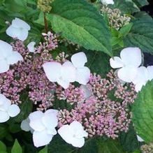 Hydrangea serrata 'Omacha Variegata' Hydrangea serrata 'Omacha Variegata'