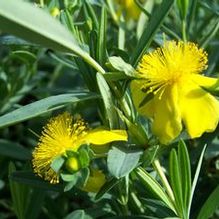 Hypericum kalmianum 'Blue Velvet'